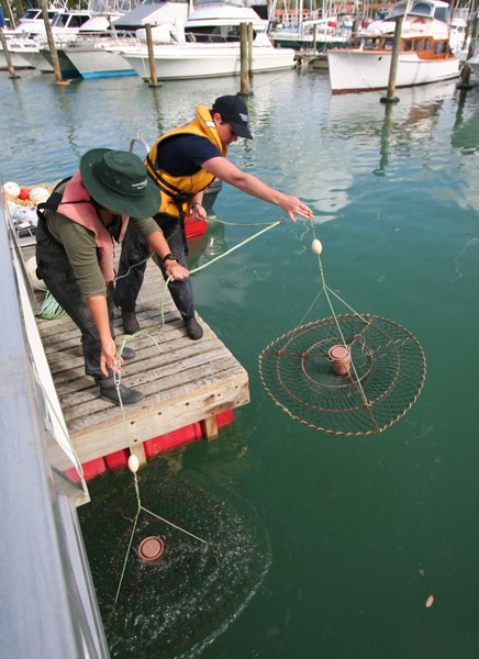 Holly Ferguson (NIWA), left, and Gail Townsend, NRC Biosecurity Officer, setting starfish traps during the Tutukaka survey.